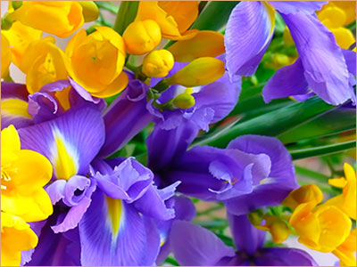 Ирис, или касатик